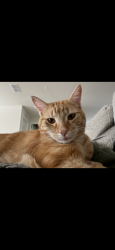 Lost Male Cat last seen W Marshall Dr Van Alstyne TX, Van Alstyne, TX 75495