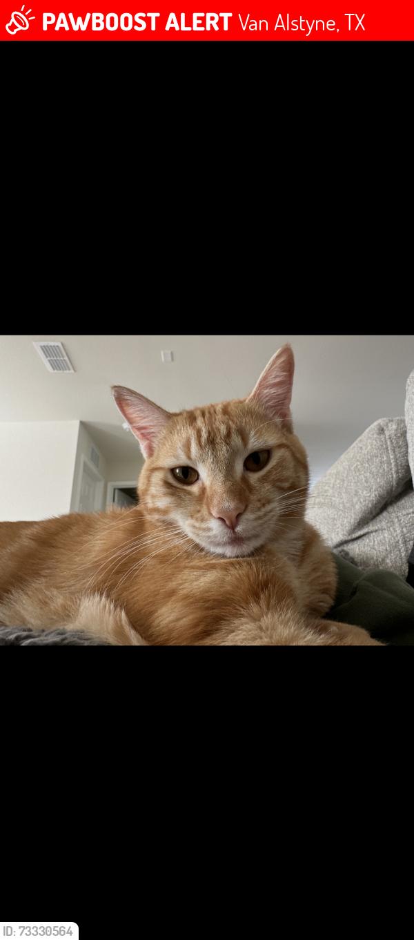 Lost Male Cat last seen W Marshall Dr Van Alstyne TX, Van Alstyne, TX 75495