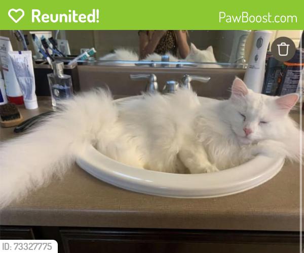 Reunited Male Cat last seen Central Ave near grassy field, Eaton, CO 80615