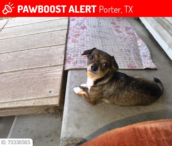 Lost Male Dog last seen Corner of Walnut Street and 20590 N Hillcrest Dr, Porter, TX 77365