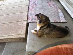 Lost Male Dog last seen Corner of Walnut Street and 20590 N Hillcrest Dr, Porter, TX 77365