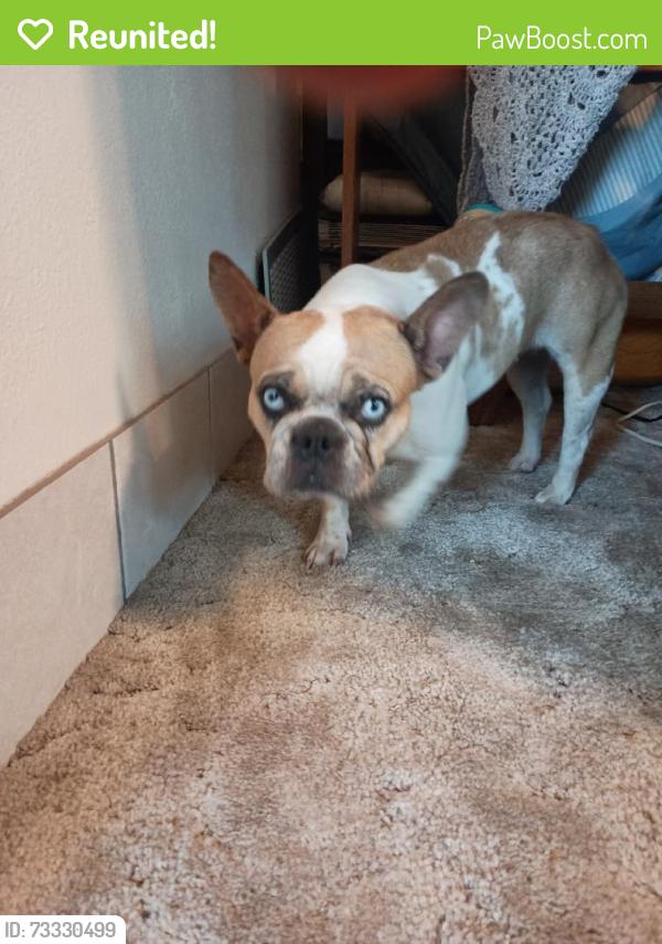 Reunited Female Dog last seen Near E University Dr, Tempe, AZ 85288, USA, Tempe, AZ 85288