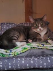 Reunited Female Cat last seen NE 159th St. / 3rd Ave NE Ridgecrest Shoreline, Shoreline, WA 98155