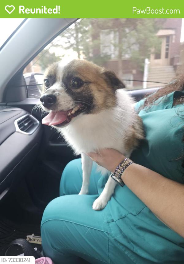 Reunited Male Dog last seen Lemoyne and hirsch, Chicago, IL 60651