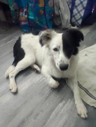 Reunited Female Dog last seen E Carey Ave/ Walnut 89115, Las Vegas, NV 89115