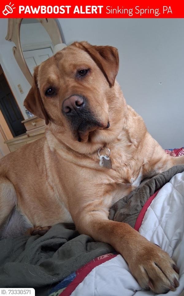 Lost Female Dog last seen Near Evans Hill Road, Sinking Spring, PA 19608