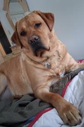 Lost Female Dog last seen Near Evans Hill Road, Sinking Spring, PA 19608
