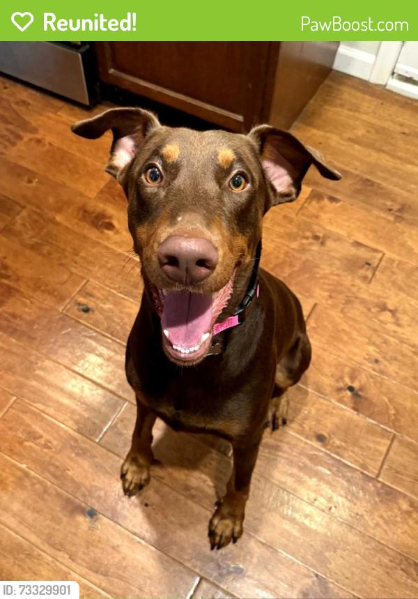 Reunited Male Dog last seen Geneses Ave and Sauk Ave, San Diego, CA 92117