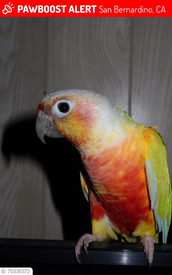 Lost Male Bird last seen St bernadines hosp, San Bernardino, CA 92408