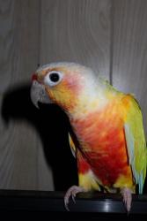 Lost Male Bird last seen St bernadines hosp, San Bernardino, CA 92408