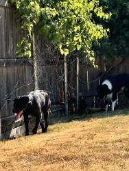 Reunited Male Dog last seen Chestnut Dr. & Redbud Ave, Yukon, OK 73099