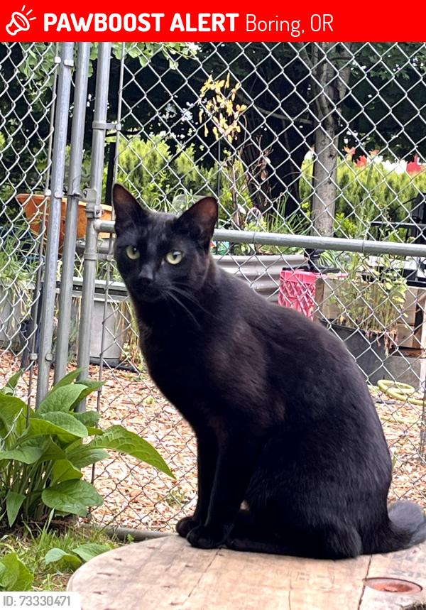 Lost Male Cat last seen Near SE 282nd Ave, Boring, Boring, OR 97009