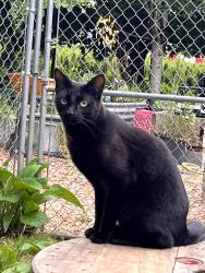 Lost Male Cat last seen Near SE 282nd Ave, Boring, Boring, OR 97009