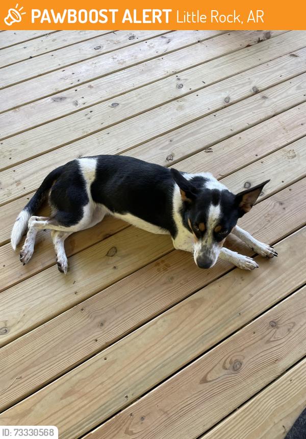 Found/Stray Female Dog last seen Ironton Road, Little Rock, AR 72206