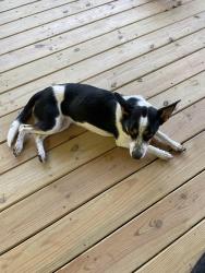 Found/Stray Female Dog last seen Ironton Road, Little Rock, AR 72206