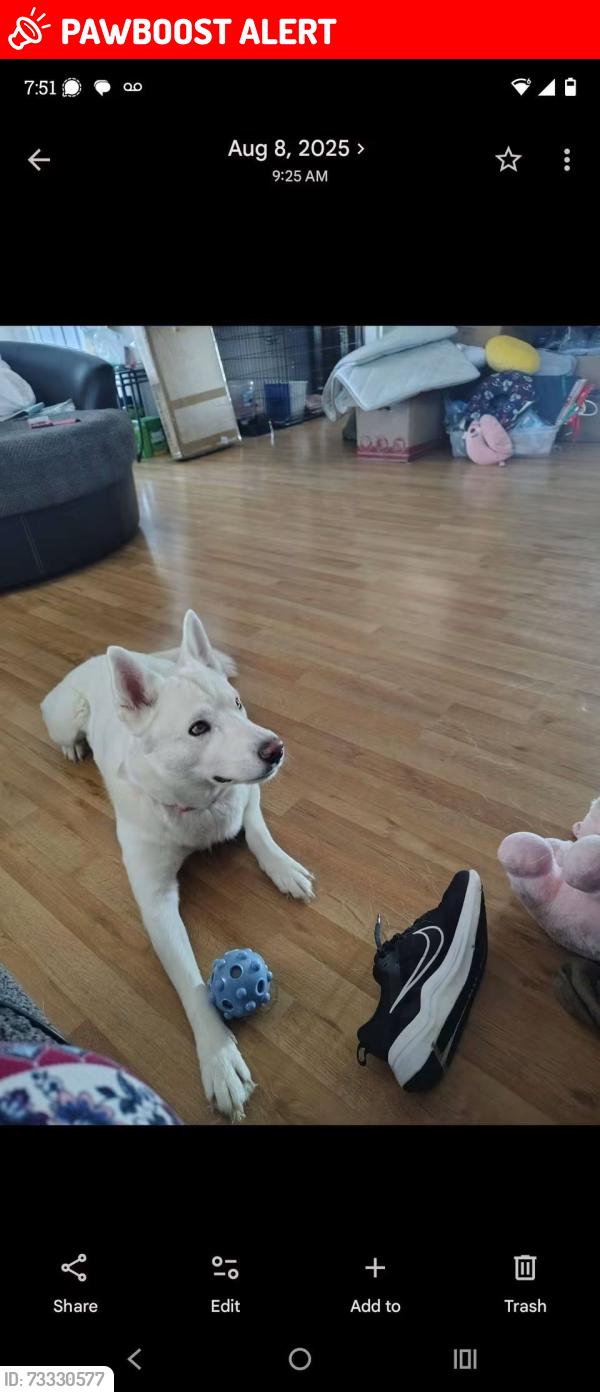 Lost Female Dog last seen Whiteman afb, Whiteman Air Force Base, MO 65305