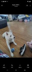 Lost Female Dog last seen Whiteman afb, Whiteman Air Force Base, MO 65305