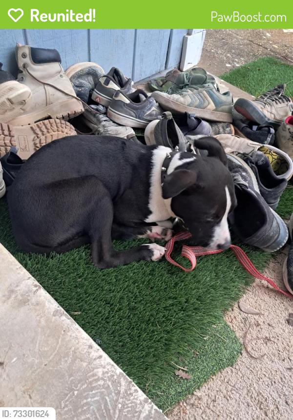 Reunited Unknown Dog last seen Clearwater avenue, Pensacola, FL 32505