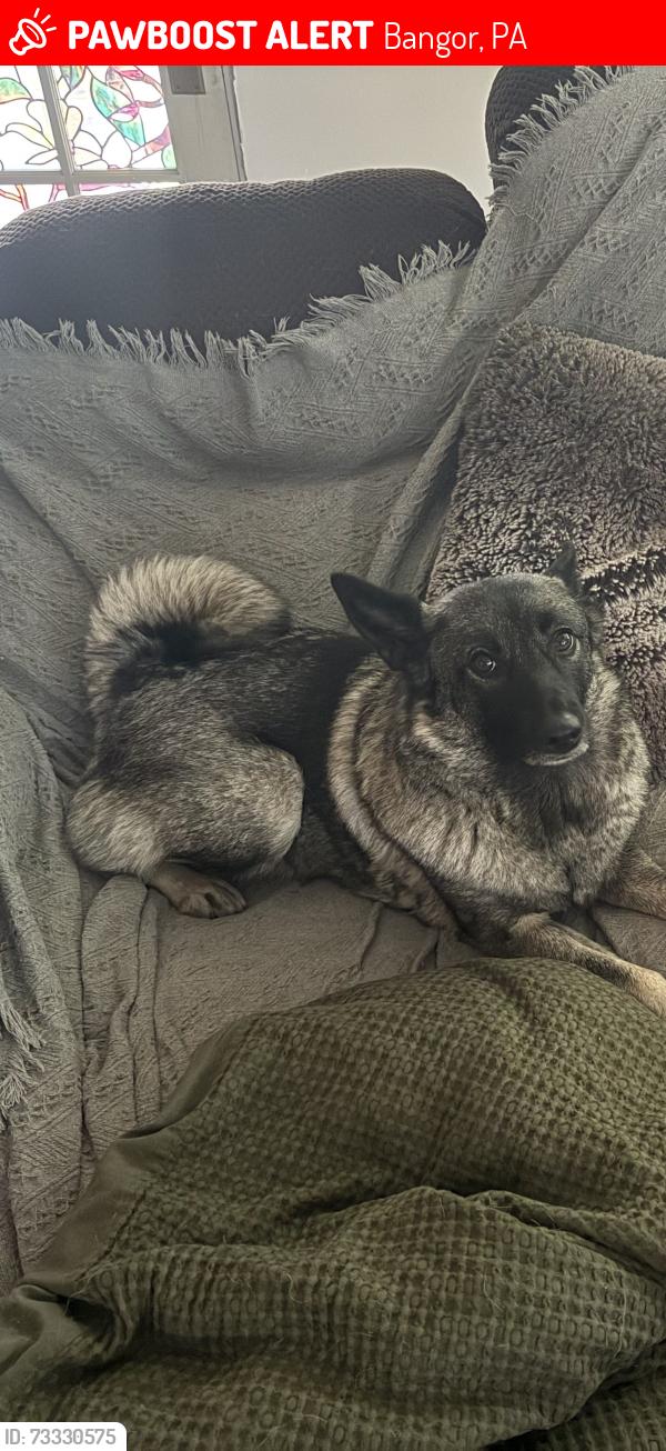 Lost Female Dog last seen By little creek rd and hill top, Bangor, PA 18013