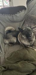 Lost Female Dog last seen By little creek rd and hill top, Bangor, PA 18013