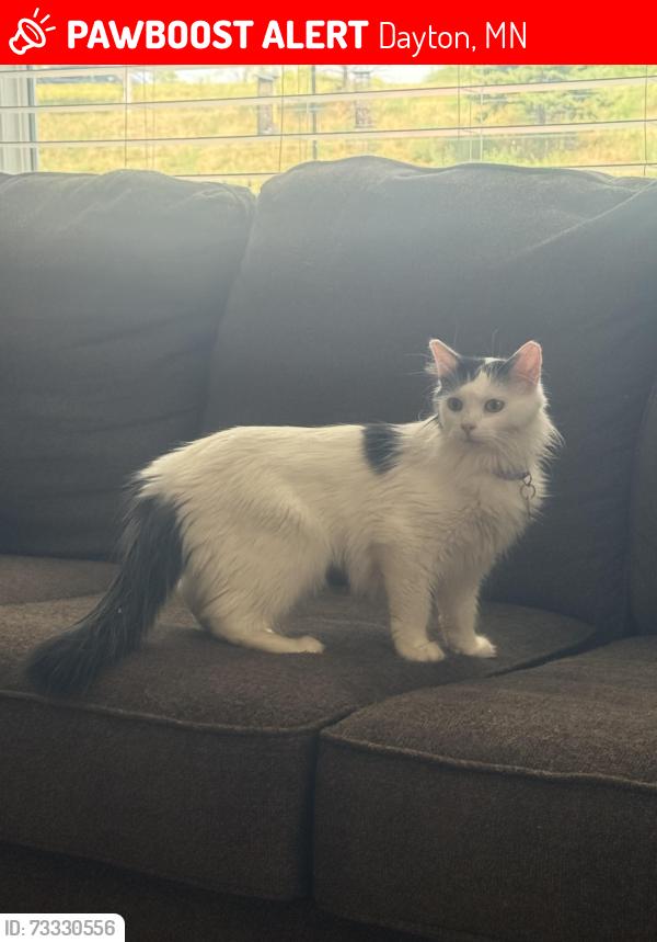 Lost Female Cat last seen Cheshire Way and 146th Avenue North / River Hills Parkway., Dayton, MN 55327