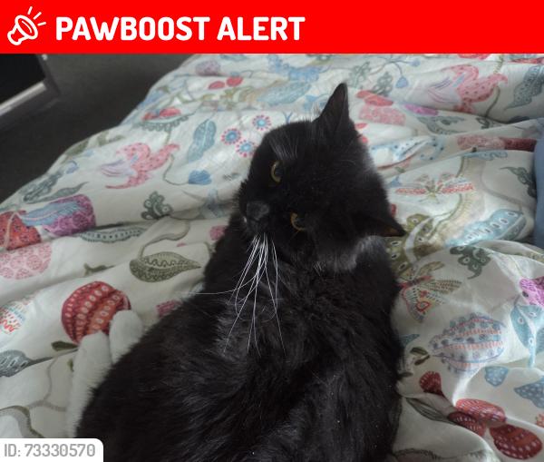Lost Female Cat last seen Near Hutchings Street, Greater London, England E14 8JP