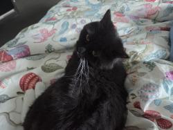 Lost Female Cat last seen Near Hutchings Street, Greater London, England E14 8JP