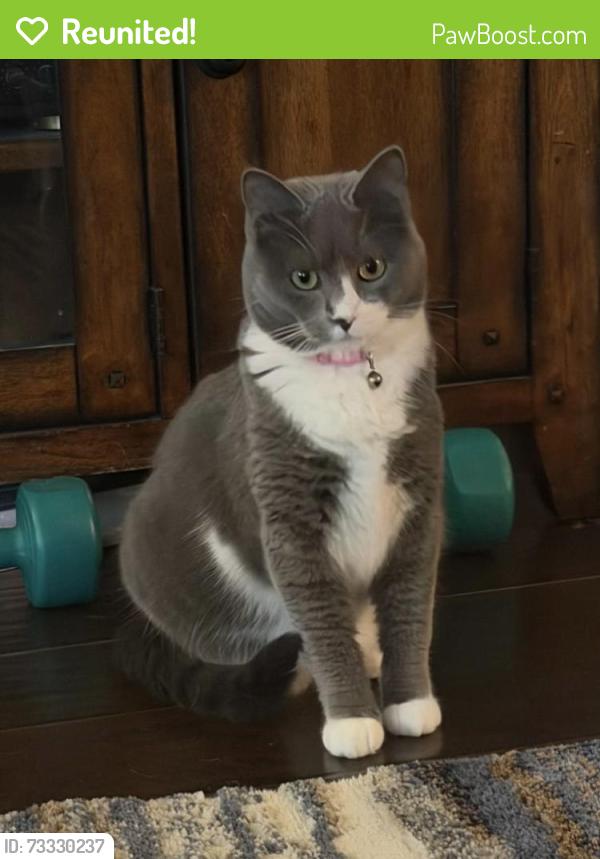 Reunited Female Cat last seen Arbor Meadows Lane and 96th Ave NE, Oklahoma City, OK 73165