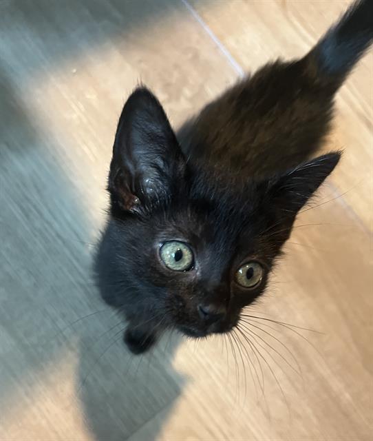 Shelter Stray Female Cat last seen CHARLOTTE, 8315 Byrum Dr, Charlotte, NC 28217, USA