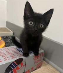 Shelter Stray Male Cat last seen CHARLOTTE, 8315 Byrum Dr, Charlotte, NC 28217, USA