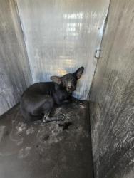 Shelter Stray Male Dog last seen Near BLOCK OLD CORPUS CHRISTI, 4710 TX-151, San Antonio, TX 78227, USA
