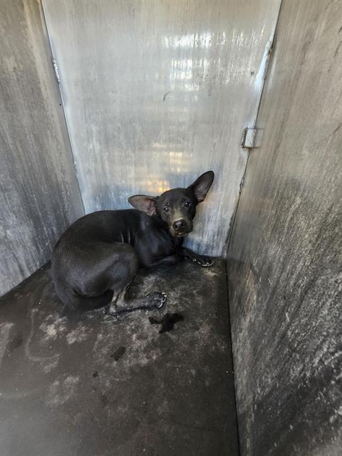 Shelter Stray Male Dog last seen Near BLOCK OLD CORPUS CHRISTI, 4710 TX-151, San Antonio, TX 78227, USA