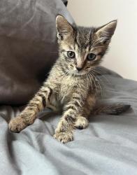 Shelter Stray Male Cat last seen CHARLOTTE, 8315 Byrum Dr, Charlotte, NC 28217, USA