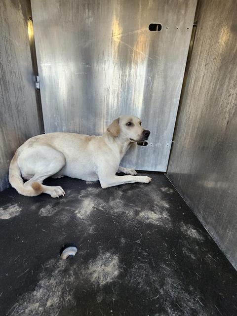 Shelter Stray Female Dog last seen Near BLOCK OLD CORPUS CHRISTI, 4710 TX-151, San Antonio, TX 78227, USA