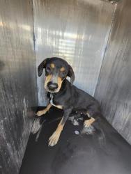 Shelter Stray Female Dog last seen Near BLOCK OLD CORPUS CHRISTI, 4710 TX-151, San Antonio, TX 78227, USA