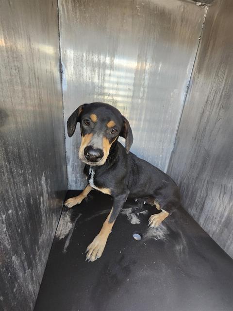 Shelter Stray Female Dog last seen Near BLOCK OLD CORPUS CHRISTI, 4710 TX-151, San Antonio, TX 78227, USA