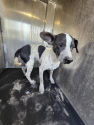 Shelter Stray Male Dog last seen Near BLOCK OLD CORPUS CHRISTI, 4710 TX-151, San Antonio, TX 78227, USA