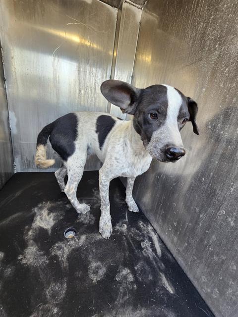 Shelter Stray Male Dog last seen Near BLOCK OLD CORPUS CHRISTI, 4710 TX-151, San Antonio, TX 78227, USA