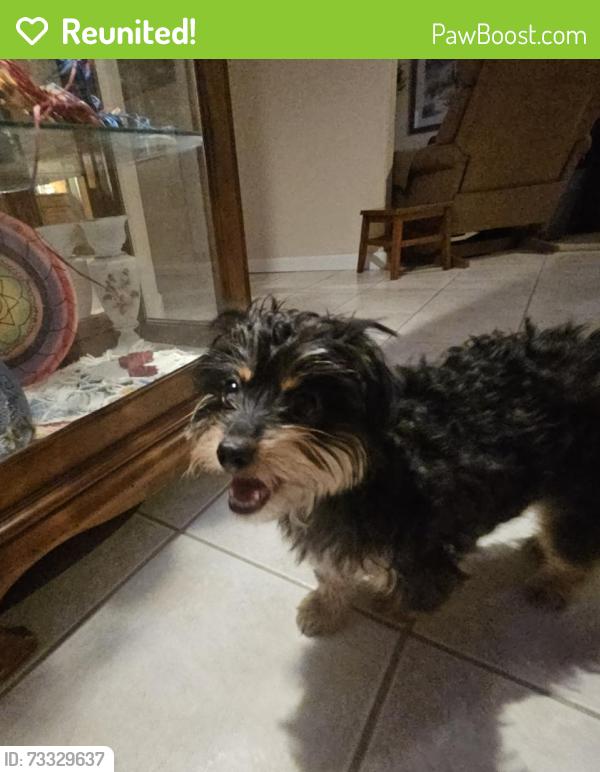 Reunited Female Dog last seen Near Griegos Rd NW, Albuquerque, NM 87107, USA, Albuquerque, NM 87107