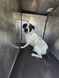 Shelter Stray Female Dog last seen Near BLOCK OLD CORPUS CHRISTI, 4710 TX-151, San Antonio, TX 78227, USA