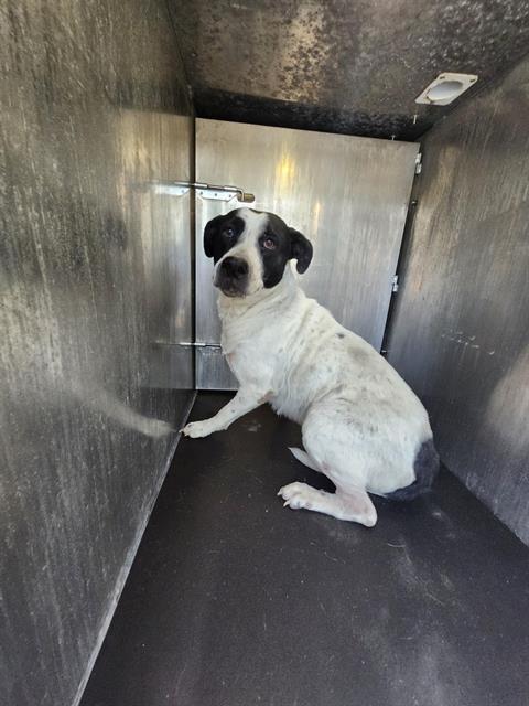 Shelter Stray Female Dog last seen Near BLOCK OLD CORPUS CHRISTI, 4710 TX-151, San Antonio, TX 78227, USA