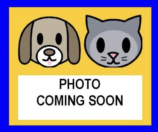 Shelter Stray Male Cat last seen Near BLOCK BURR BLUFF, 4710 TX-151, San Antonio, TX 78227, USA