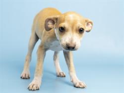 Shelter Stray Female Dog last seen , 5501 E Van Buren St, Phoenix, AZ 85008, USA