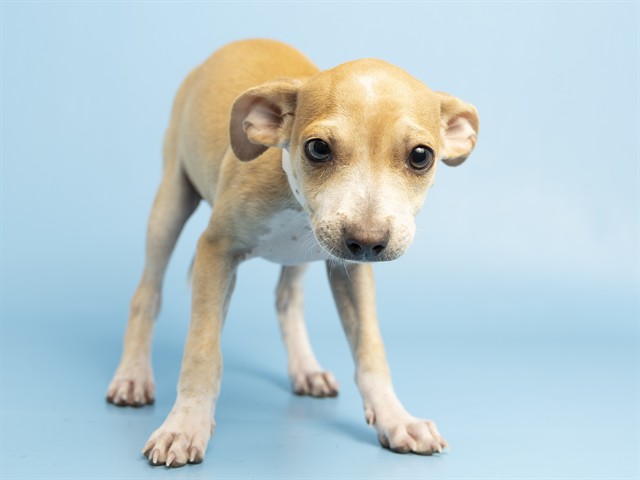 Shelter Stray Female Dog last seen , 5501 E Van Buren St, Phoenix, AZ 85008, USA