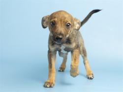 Shelter Stray Male Dog last seen , 5501 E Van Buren St, Phoenix, AZ 85008, USA