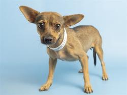 Shelter Stray Female Dog last seen , 5501 E Van Buren St, Phoenix, AZ 85008, USA