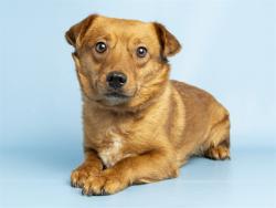 Shelter Stray Male Dog last seen MOUNTAIN VIEW AND SOUTHERN, 5501 E Van Buren St, Phoenix, AZ 85008, USA
