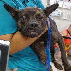 Shelter Stray Male Dog last seen BLDG 1099 ON BASE, 2811 SE 29th St, Oklahoma City, OK 73129, USA