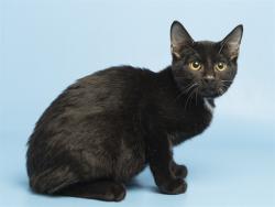 Shelter Stray Male Cat last seen CHANDLER BLVD AND DOBSON, 5501 E Van Buren St, Phoenix, AZ 85008, USA