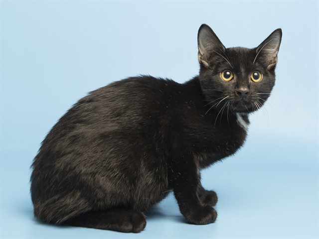 Shelter Stray Male Cat last seen CHANDLER BLVD AND DOBSON, 5501 E Van Buren St, Phoenix, AZ 85008, USA